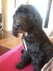 883278_10151322318116657_970659820_o